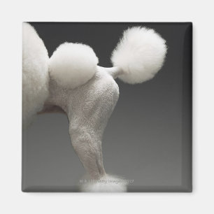 灰色の背景のプードルのHaunches、 マグネット