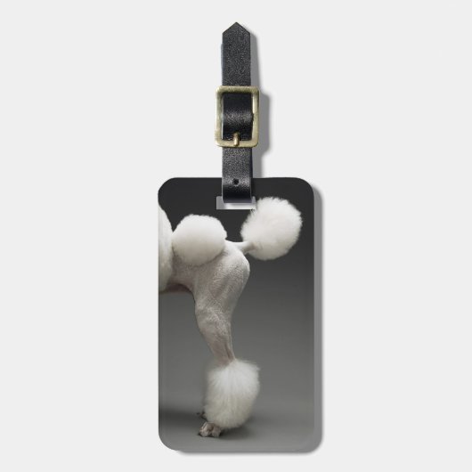 灰色の背景のプードルのHaunches、 ラゲッジタグ (正面縦)