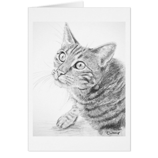 灰色の虎猫猫のスケッチ (正面)