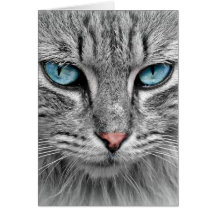 灰色の長い毛の猫 青緑の目 ペット 動物