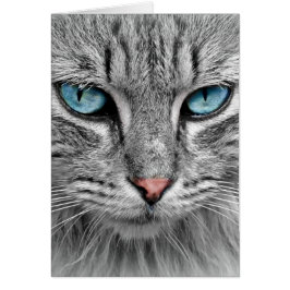 灰色の長い毛の猫 青緑の目 ペット 動物