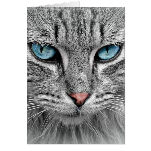 灰色の長い毛の猫 青緑の目 ペット 動物 (正面)