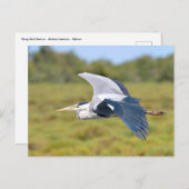 灰色の鳥が飛んでいる ポストカード (正面/裏面)