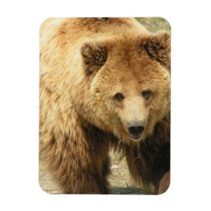 灰色グマの磁石 マグネット