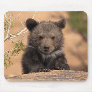 灰色グマカブス マウスパッド