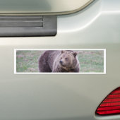 灰色グマ バンパーステッカー (車上)