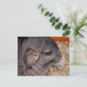 灰色チンチラ側頭視動物 ポストカード (スタンド正面)