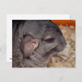 灰色チンチラ側頭視動物 ポストカード (正面/裏面)