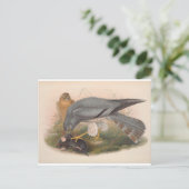 灰色ハリアー鳥_GC - ポストカード (スタンド正面)