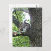 灰色リスとナッツ ポストカード (正面/裏面)