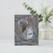 灰色リスのはがき ポストカード (スタンド正面)