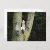 灰色リスのカード ポストカード (正面/裏面)