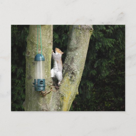 灰色リスのカード ポストカード (正面)