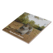 灰色リスのハイドパークロンドン。 タイル (側面)