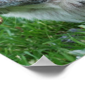 灰色リスのポスター ポスター (角)