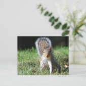 灰色リスの東はがき ポストカード (スタンド正面)