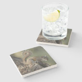 灰色リスまたは灰色リス ストーンコースター (横)