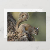 灰色リスまたは灰色リス ポストカード (正面/裏面)