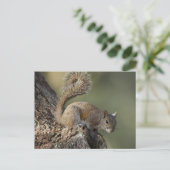 灰色リスまたは灰色リス ポストカード (スタンド正面)