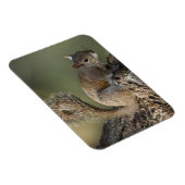 灰色リスまたは灰色リス マグネット (右側)