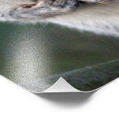 灰色リスプリント フォトプリント            (角)