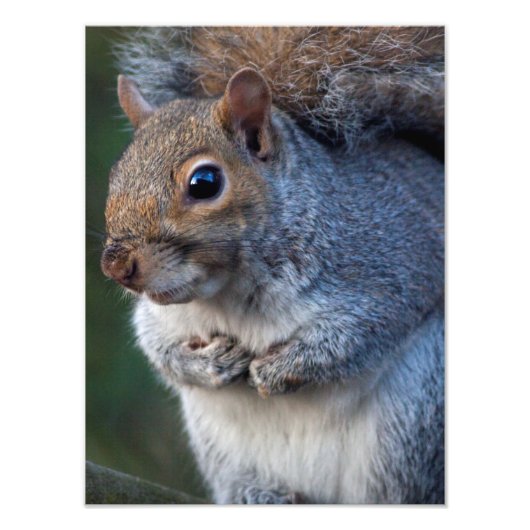 灰色リスプリント フォトプリント            (正面)