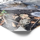 灰色リス東部 フォトプリント            (角)