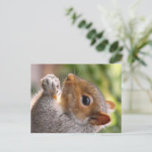 灰色リス東部 ポストカード (スタンド正面)