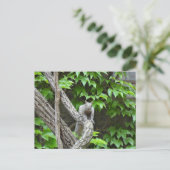 灰色リス自然はがき ポストカード (スタンド正面)