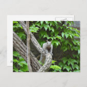 灰色リス自然はがき ポストカード (正面/裏面)