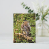 灰色リス葉書 ポストカード (スタンド正面)