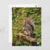 灰色リス葉書 ポストカード (正面/裏面)