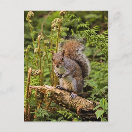 灰色リス葉書 ポストカード (正面)