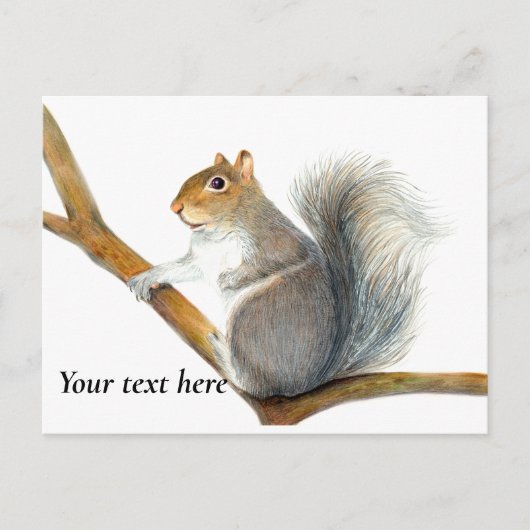 灰色リス鉛筆スケッチアートワーク ポストカード (正面)