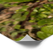 灰色リス食べ物ル、、ピーナッツ、結晶春1 ポスター (角)