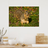 灰色リス食べ物ル、、ピーナッツ、結晶春1 ポスター (キッチン)