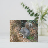 灰色リス。ウェールズ,カーディフ,ロアースパーク ポストカード (スタンド正面)