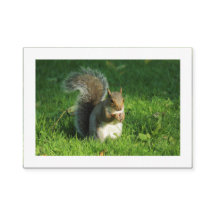 灰色リス、ビュートパーク、カーディフ(縁ど)