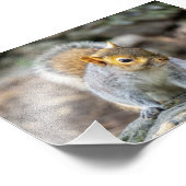 灰色リス フォトプリント            (角)