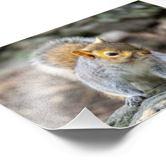 灰色リス フォトプリント            (角)