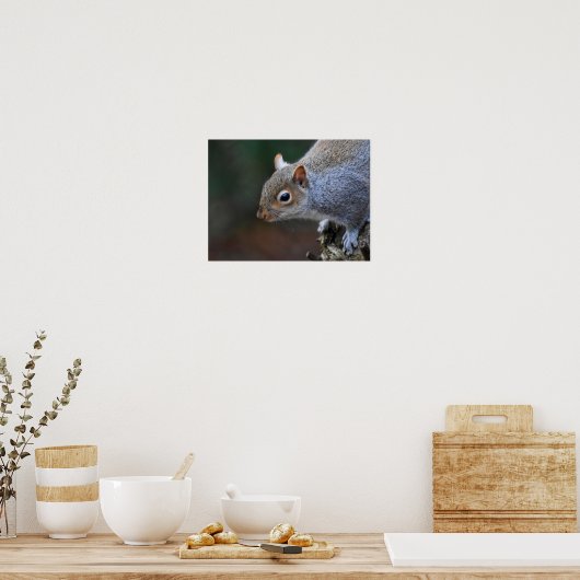 灰色リス ポスター (キッチン)