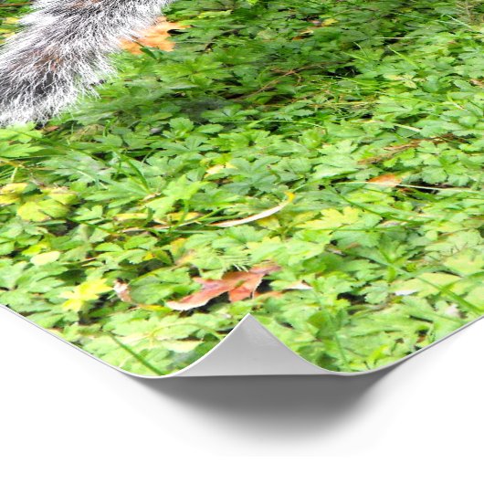 灰色リス ポスター (角)