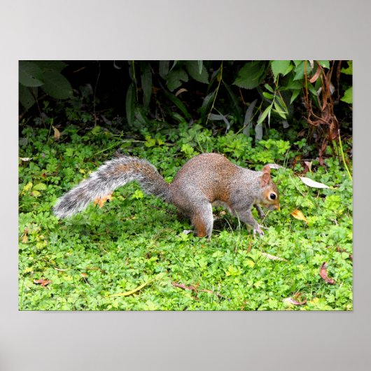 灰色リス ポスター (正面)