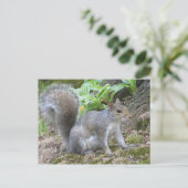 灰色リス ポストカード (スタンド正面)