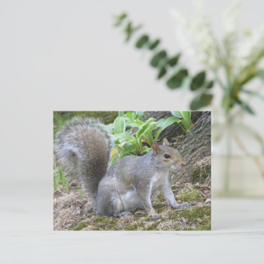 灰色リス ポストカード (スタンド正面)