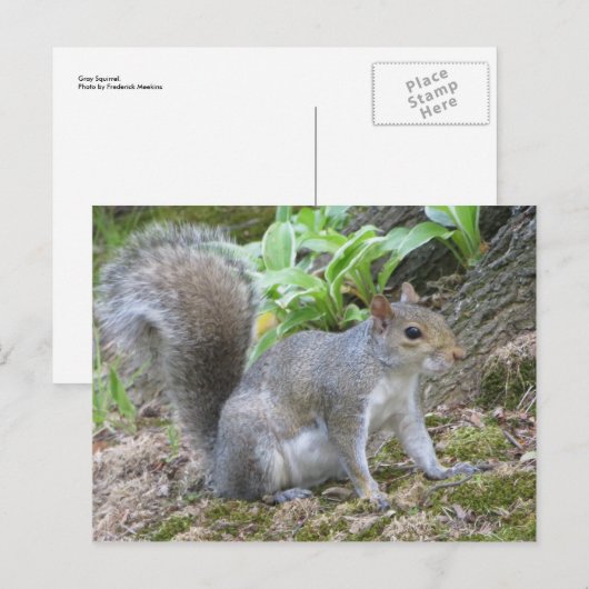 灰色リス ポストカード (正面/裏面)