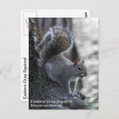 灰色リス ポストカード (正面/裏面)