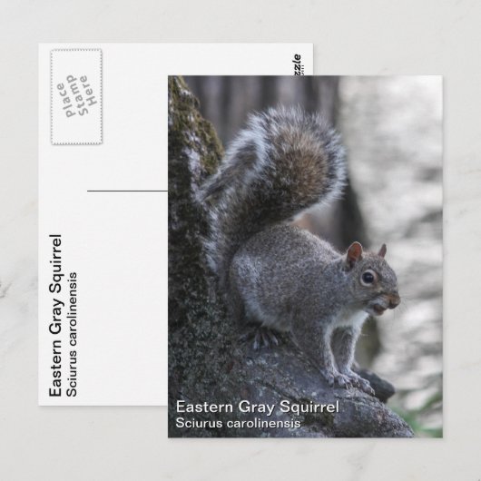 灰色リス ポストカード (正面/裏面)