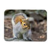 灰色リス マグネット (横)