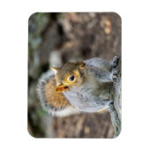 灰色リス マグネット (縦)